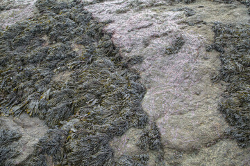 seaweed on rock