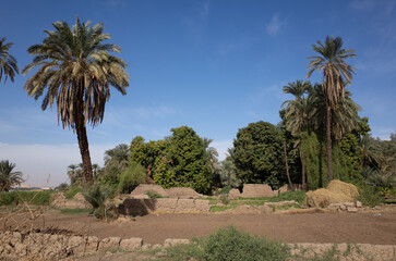 palm trees in the countryside of Egypt