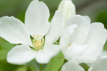 delicate wonderful flowers of the apple tree
