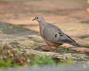Zenaida Auriculata, Eared Dove on the ground