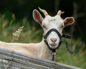 White Goat grassing