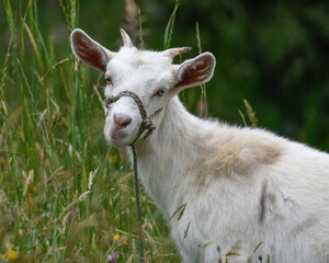 Obraz premium White Goat grassing