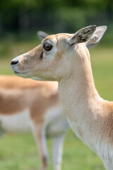 Naklejka na ściany i meble Blackbuck (antilope cervicapra) doe