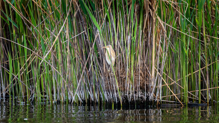Female Little Bittern hunting sitting in the reeds above the water.