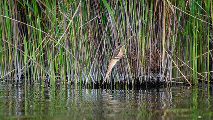 Female Little Bittern hunting sitting in the reeds above the water. Wild bird craned her neck and looks out for fish.