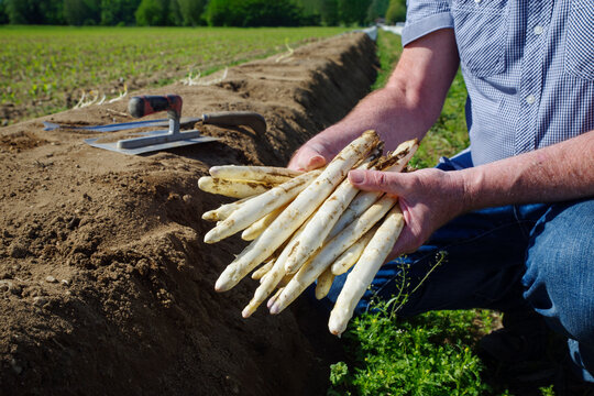 Frisch gestochener wei&szlig;er Spargel als Nahaufnahme in den H&auml;nden eines Erntehelfers auf einem Feld im Morgenlicht angeboten
