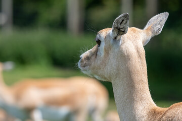 Female Indian antelope (antilope cervicapra)
