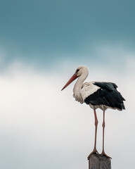 European White stork Ciconia Ciconia is the symbol of bird migration vertical