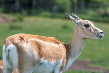 Blackbuck (antilope cervicapra) doe