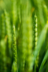 agriculture - ecological farmland - wheat grain according to nature