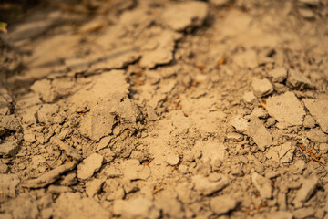 sugar beet cultivation - agriculture and the problem of lack of rainfall