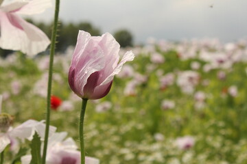 a white papaver poppy flower in a field in the dutch countryside