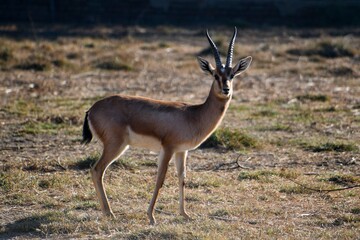 male impala antelope
