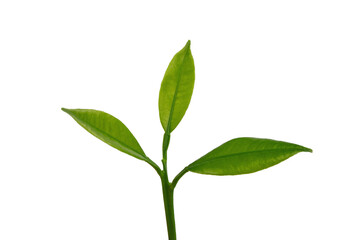 a branch of an orange or tangerine tree with fruits and flowers, isolated on a white background	