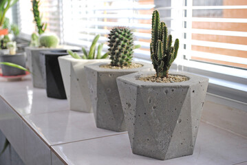 Cacti in concrete pots, on the window
