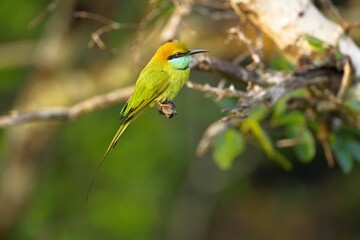 Vlha proměnlivá (Merops orientalis) Green bee-eater, sitting on the branch at Wilpattu park Sri Lanka
