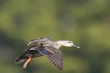 eurasian spot billed duck in a forest