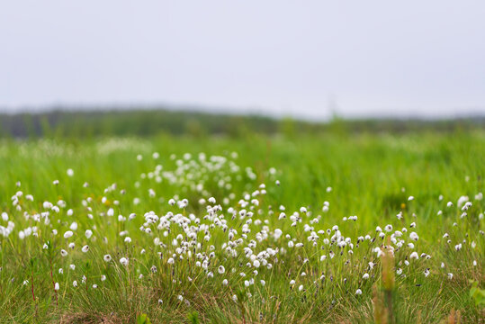 Cottongrass, Eriophorum. Österbotten/Pohjanmaa, Finland
