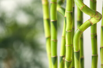 Obraz premium Bamboo stems on blurred background, closeup