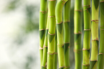 Fototapeta na wymiar Bamboo stems on blurred background, closeup
