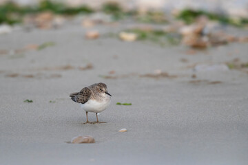 Temminck's stint (Calidris temminckii) the smallest waders in Europe.