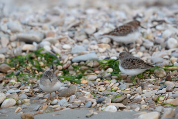 Temminck's stint (Calidris temminckii) the smallest waders in Europe.