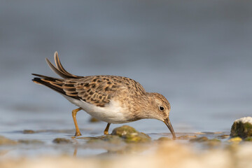 Temminck's stint (Calidris temminckii) the smallest waders in Europe.