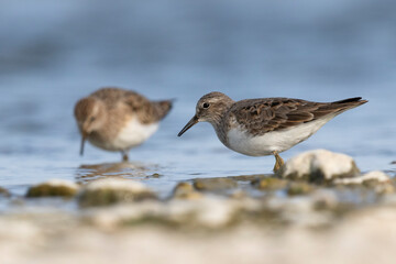 Temminck's stint (Calidris temminckii) the smallest waders in Europe.