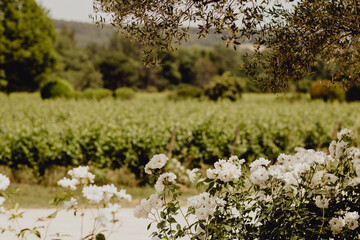 Obraz na płótnie Canvas Rosiers et vignes verdoyantes avant la récolte en arrière-plan