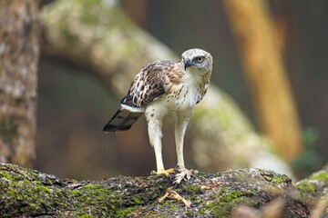 The changeable hawk-eagle (Nisaetus cirrhatus) or crested hawk-eagle is a large bird of prey species. Close-up wildlife photography. Spotted during the safari at Wilpattu national park in Sri Lanka. 
