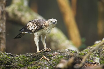 The changeable hawk-eagle (Nisaetus cirrhatus) or crested hawk-eagle is a large bird of prey species. Close-up wildlife photography. Spotted during the safari at Wilpattu national park in Sri Lanka. 