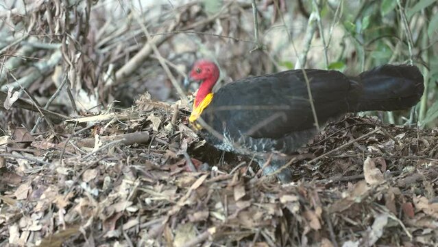 a close up of an australian brush-turkey building a nest mound at a rainforest in crater lakes national park of north qld, australia