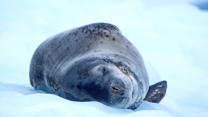 Leopard seal (Hydrurga leptonyx) on a floating iceberb at Kinnes Cove, Joinville Island, Antarctica