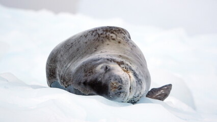 Leopard seal (Hydrurga leptonyx) on a floating iceberb at Kinnes Cove, Joinville Island, Antarctica