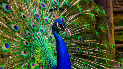 Obraz premium Pavo Real