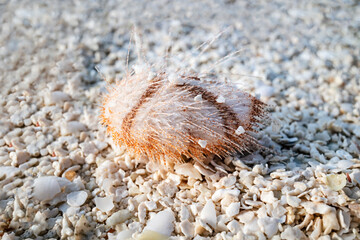 Young heart sea urchin stranded at high tide on a sandbank littered with small shell fragments
