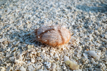 Young heart sea urchin stranded at high tide on a sandbank littered with small shell fragments
