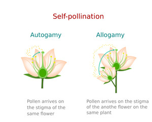 Self-pollination. Diagram showing pollination of flower, allogamy and autogamy. For botany study and science education. - obrazy, fototapety, plakaty