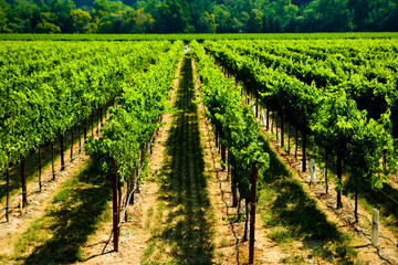 Fototapeta na wymiar Rows of grape vines in the Russian River Valley of California.