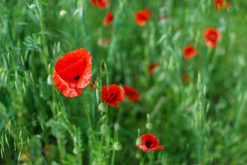 Bright poppies on the small field