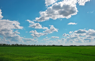 Fototapeta na wymiar Green field and blue sky with white clouds