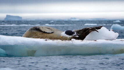 Obraz premium Leopard seal (Hydrurga leptonyx) on a floating iceberb at Kinnes Cove, Joinville Island, Antarctica