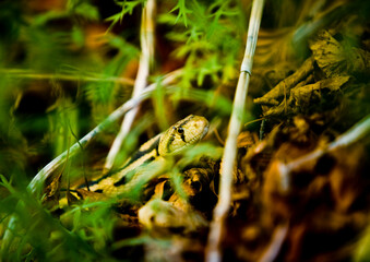 Gopher Snake moving through branches and dried leaves.