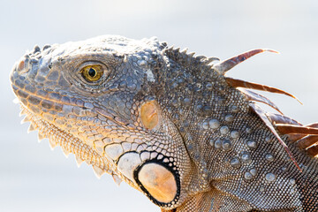 Obraz premium iguana on the rock