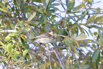 Fototapeta premium bird on a tree