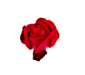 red rose bud isolated on white