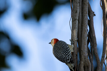 woodpecker, bird