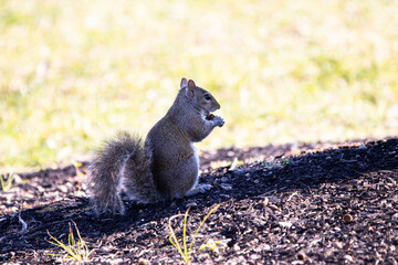 close up of squirrel