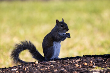 close up of squirrel