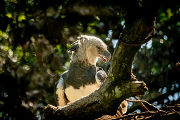 Harpy Eagle